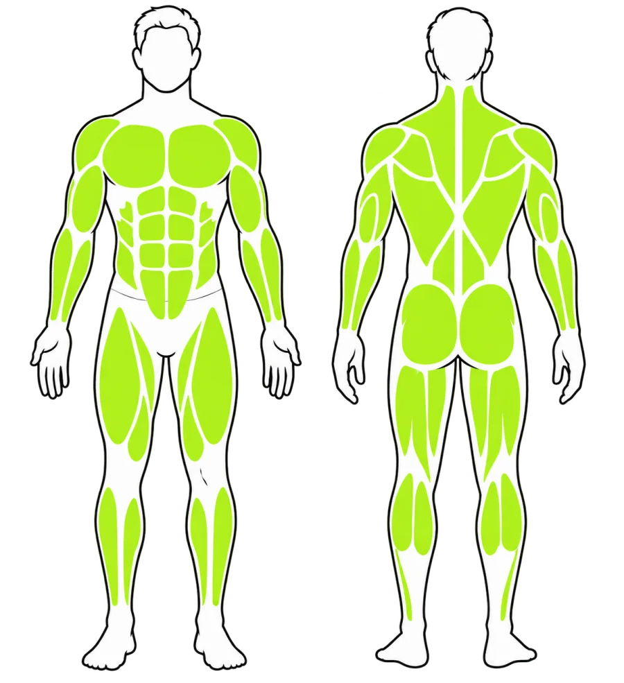 Muscles used during pull-ups, push-ups and air squats in the Cindy workout